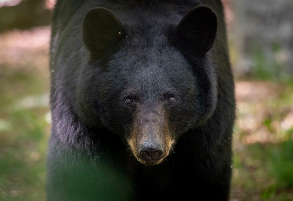 Bear and Porcupines in Camp