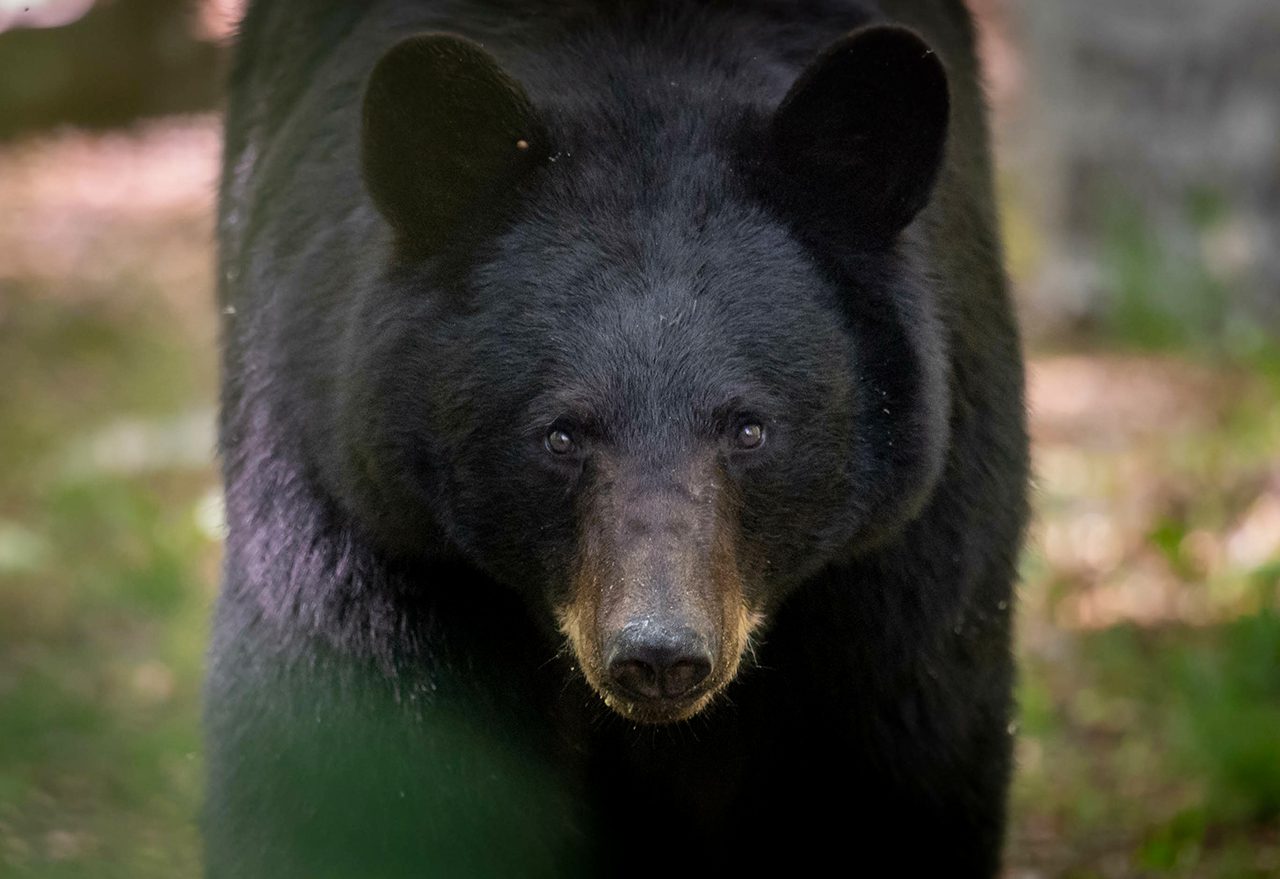 Bear and Porcupines in Camp